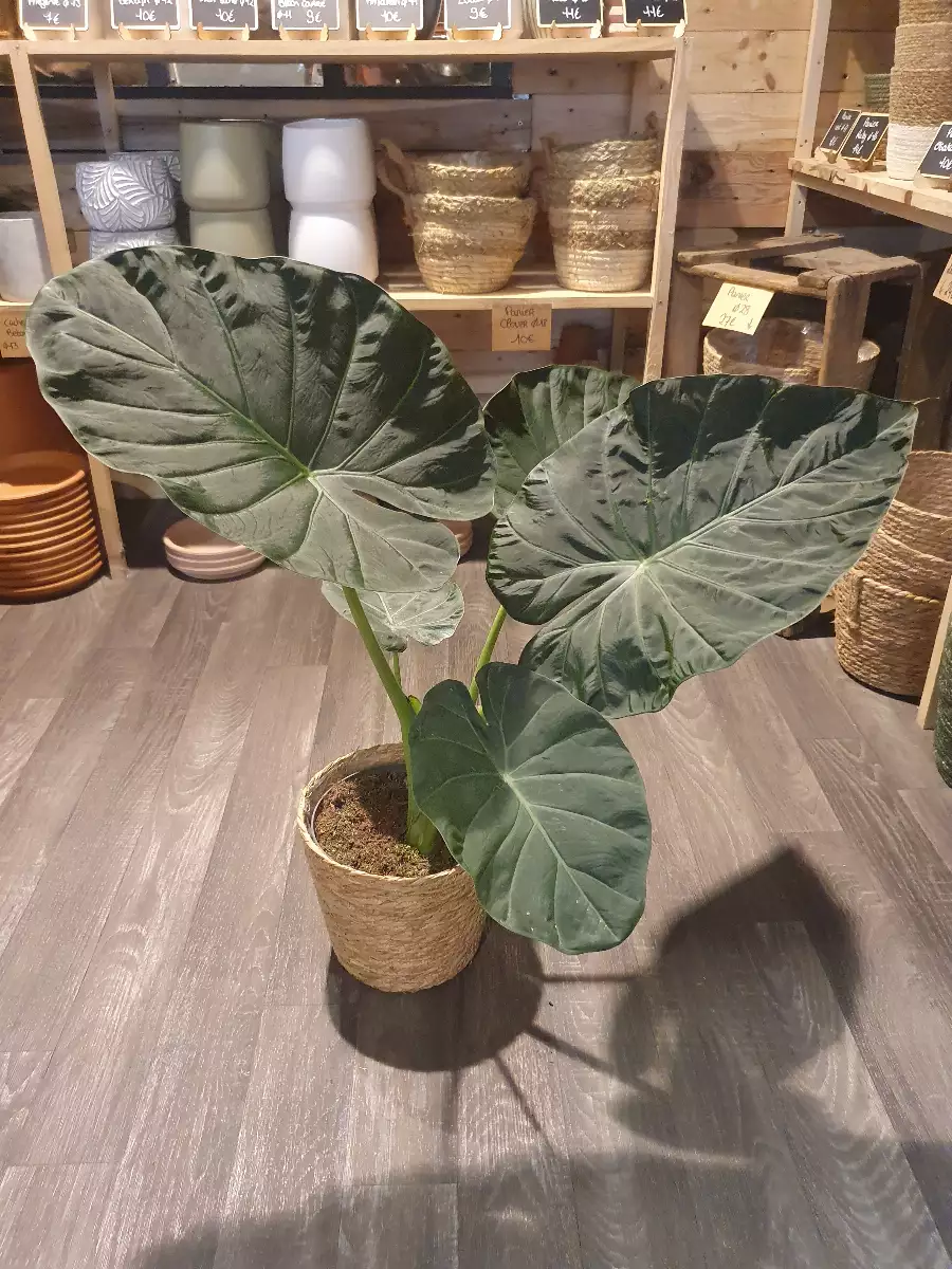Philodendron "Regal Shield"