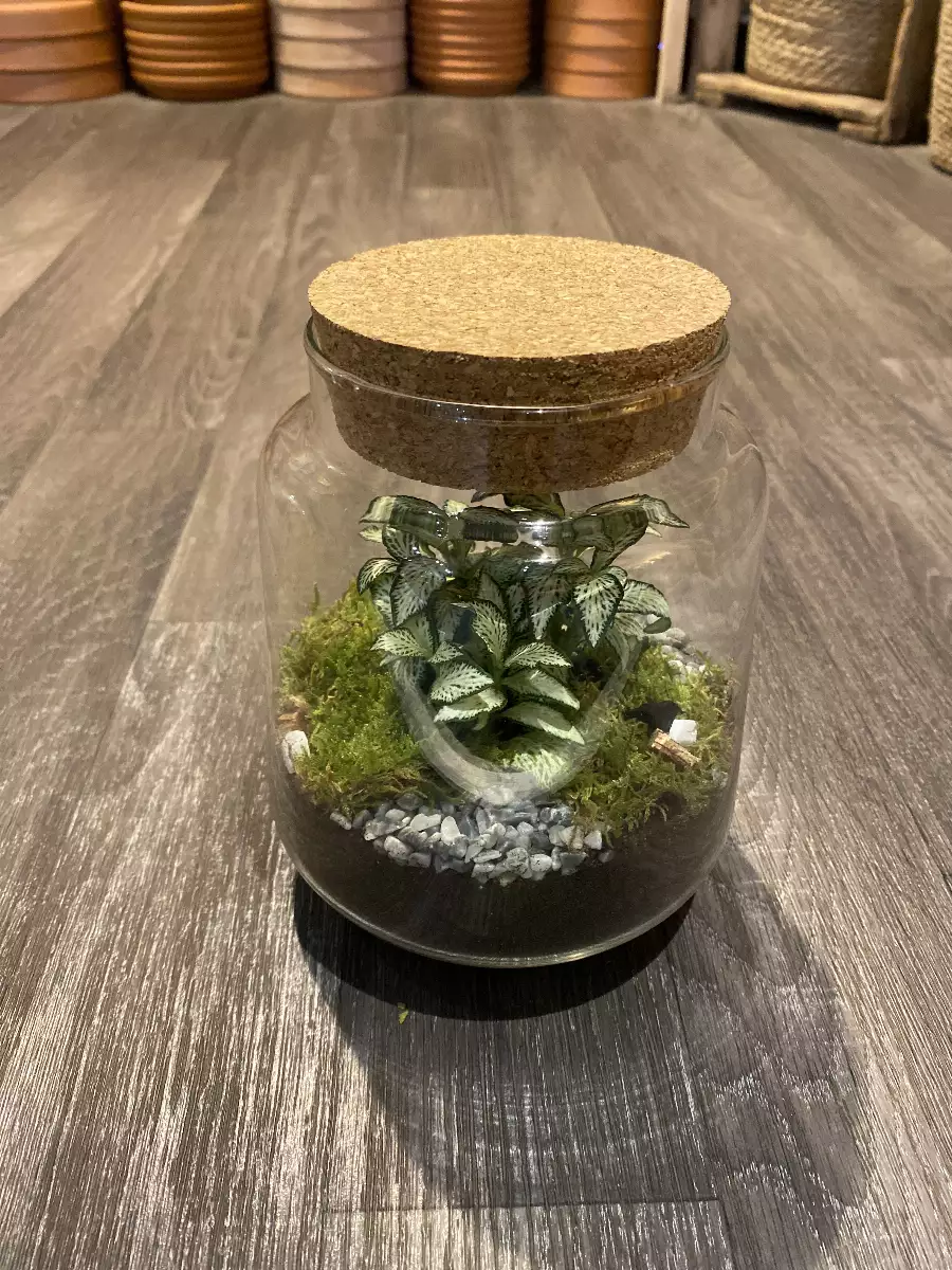 Terrarium "Izumi"