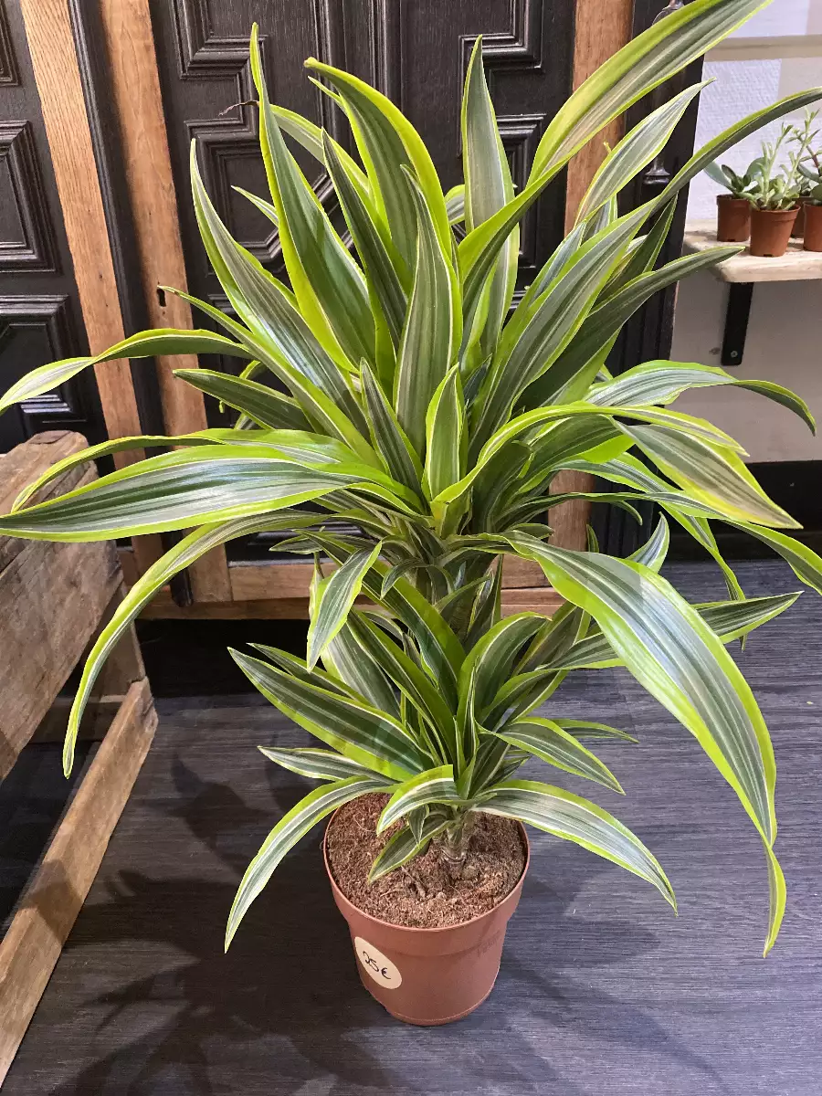 Dracaena « Lemon »