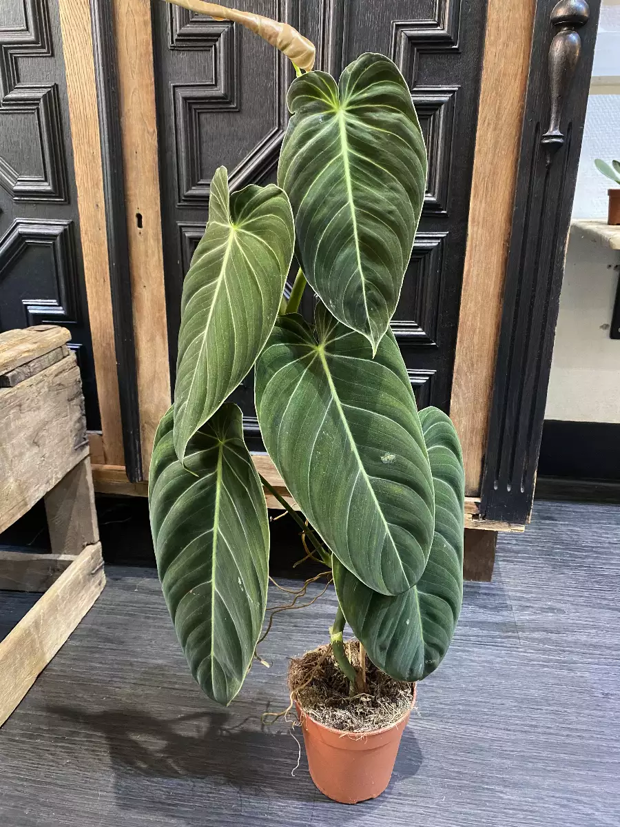 Philodendron Melanochrysum