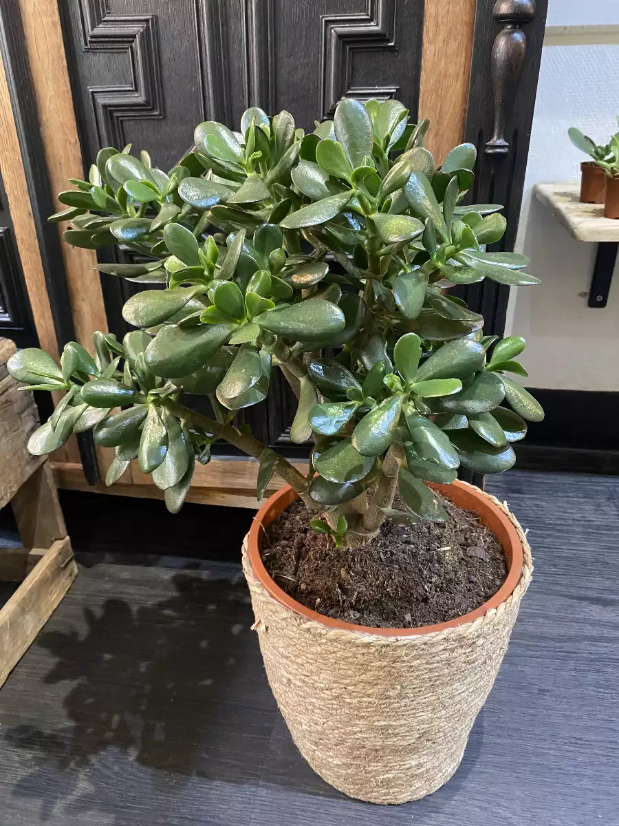 Crassula Ovata