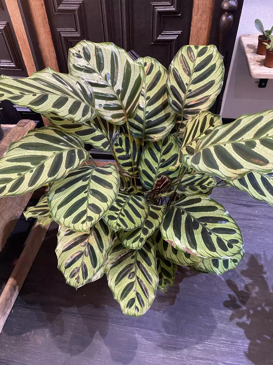 Calathea Makoyana