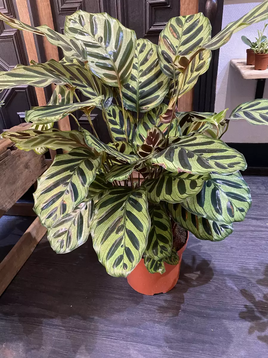 Calathea Makoyana