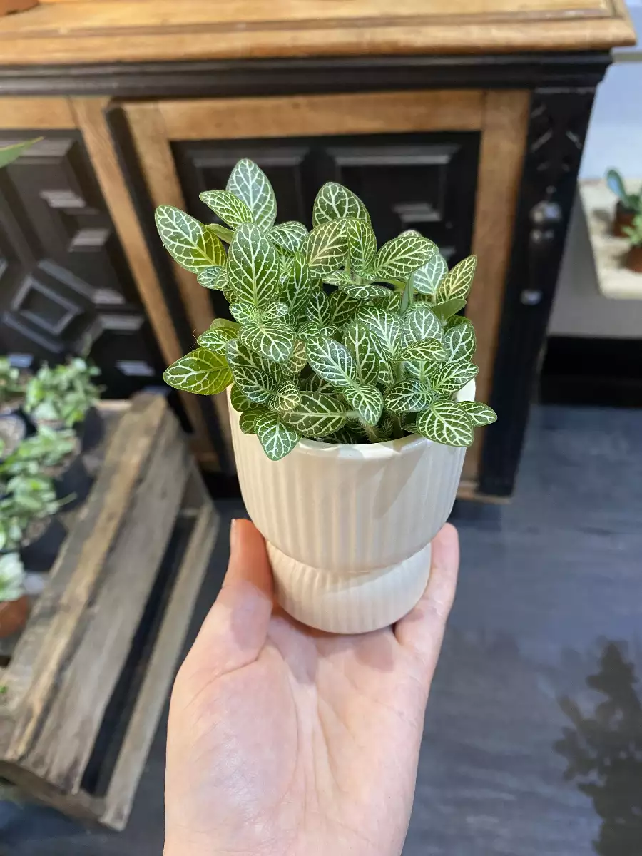 Bébé fittonia avec cache-pot