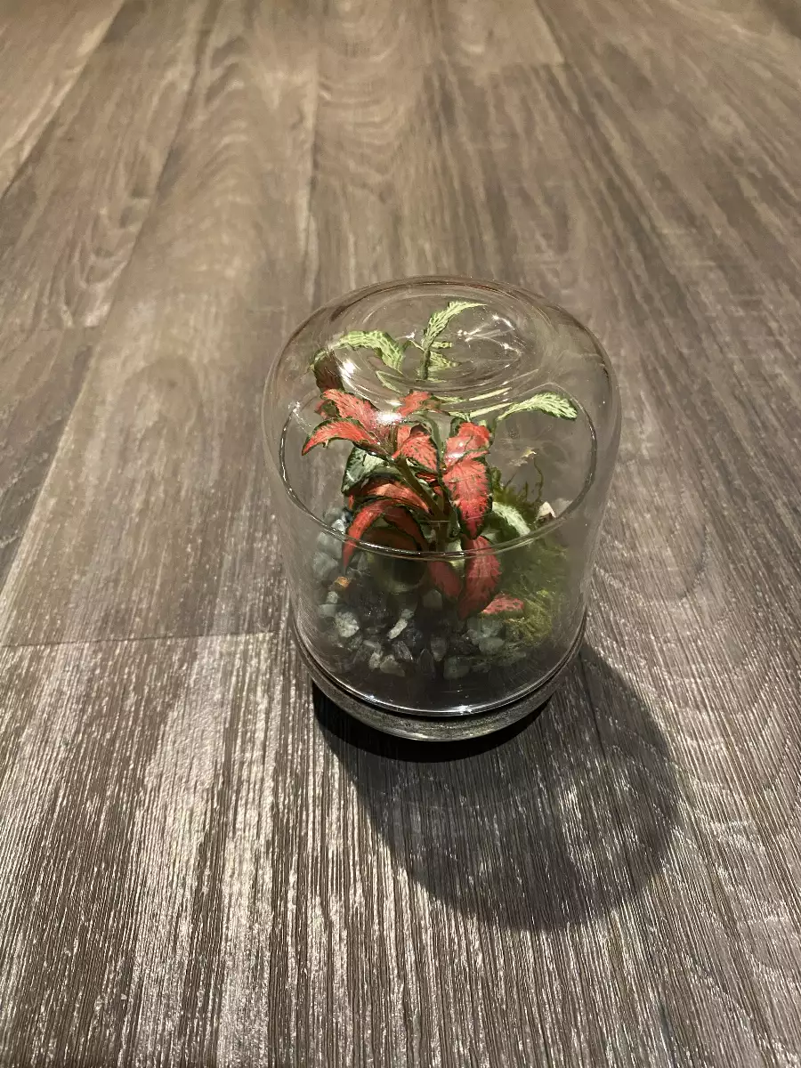 Terrarium Capsule