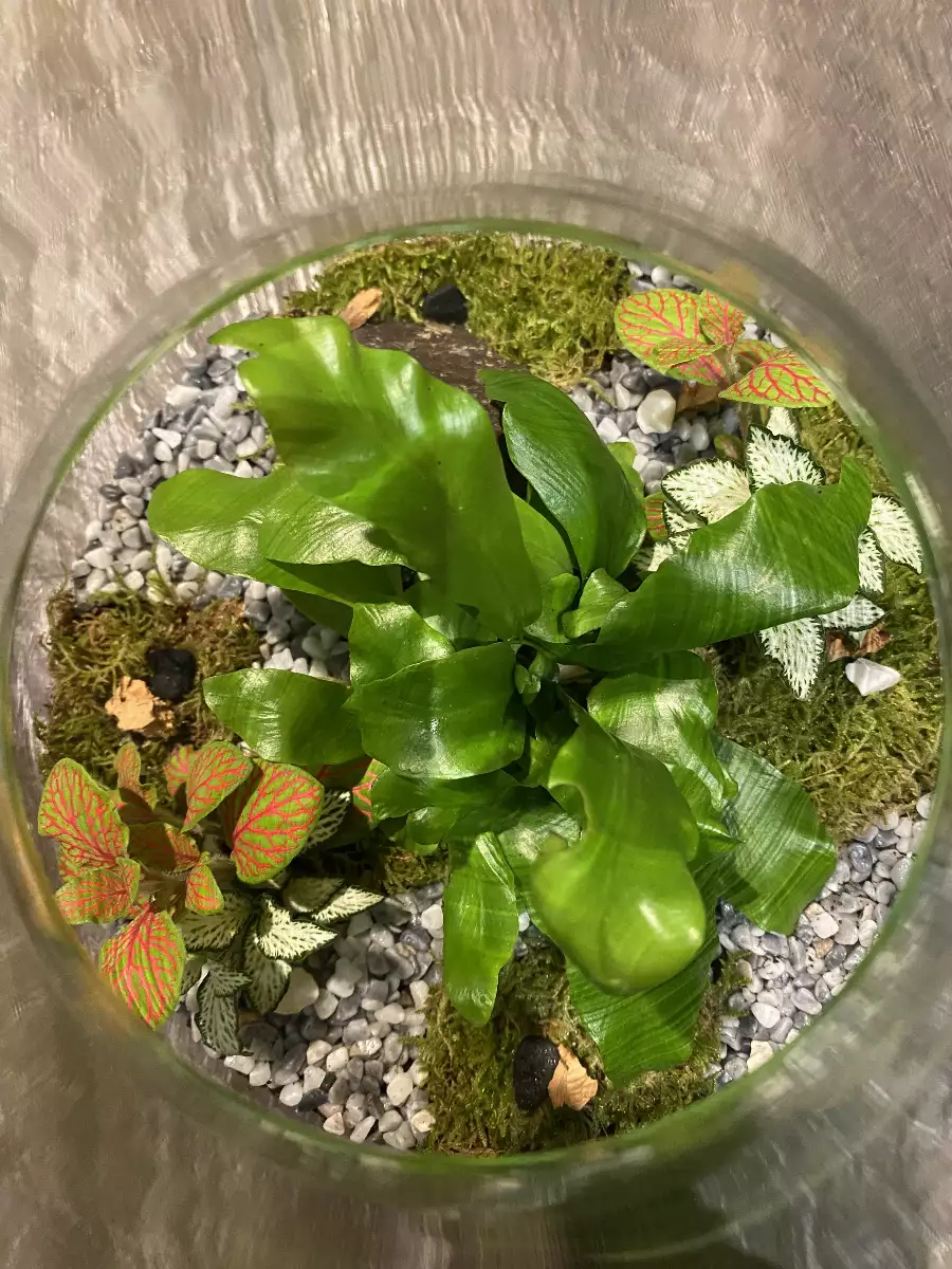 Terrarium Pyramide