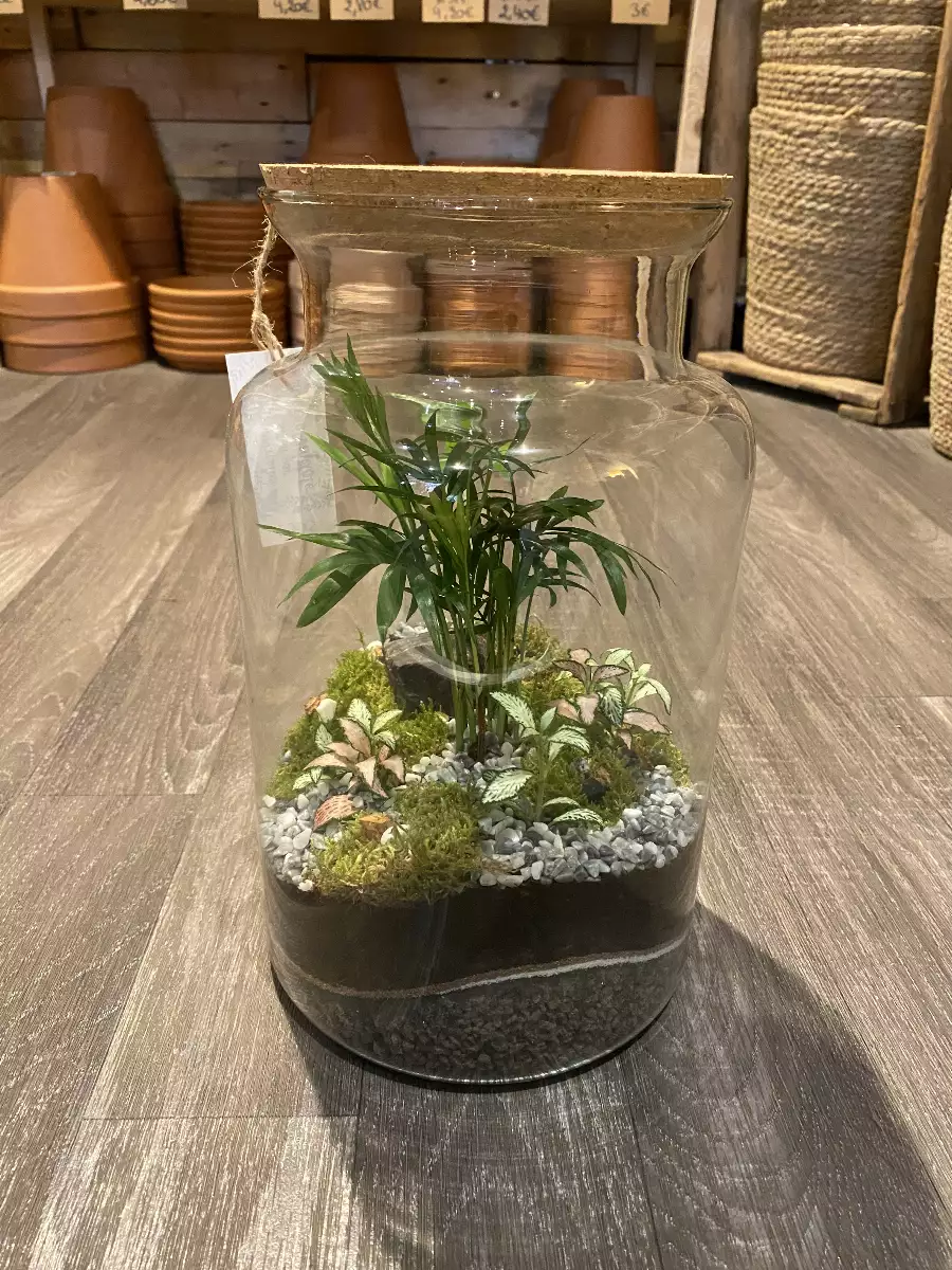 Terrarium Jungle grand