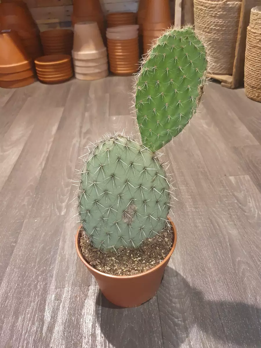 Opuntia " Leucotricha"