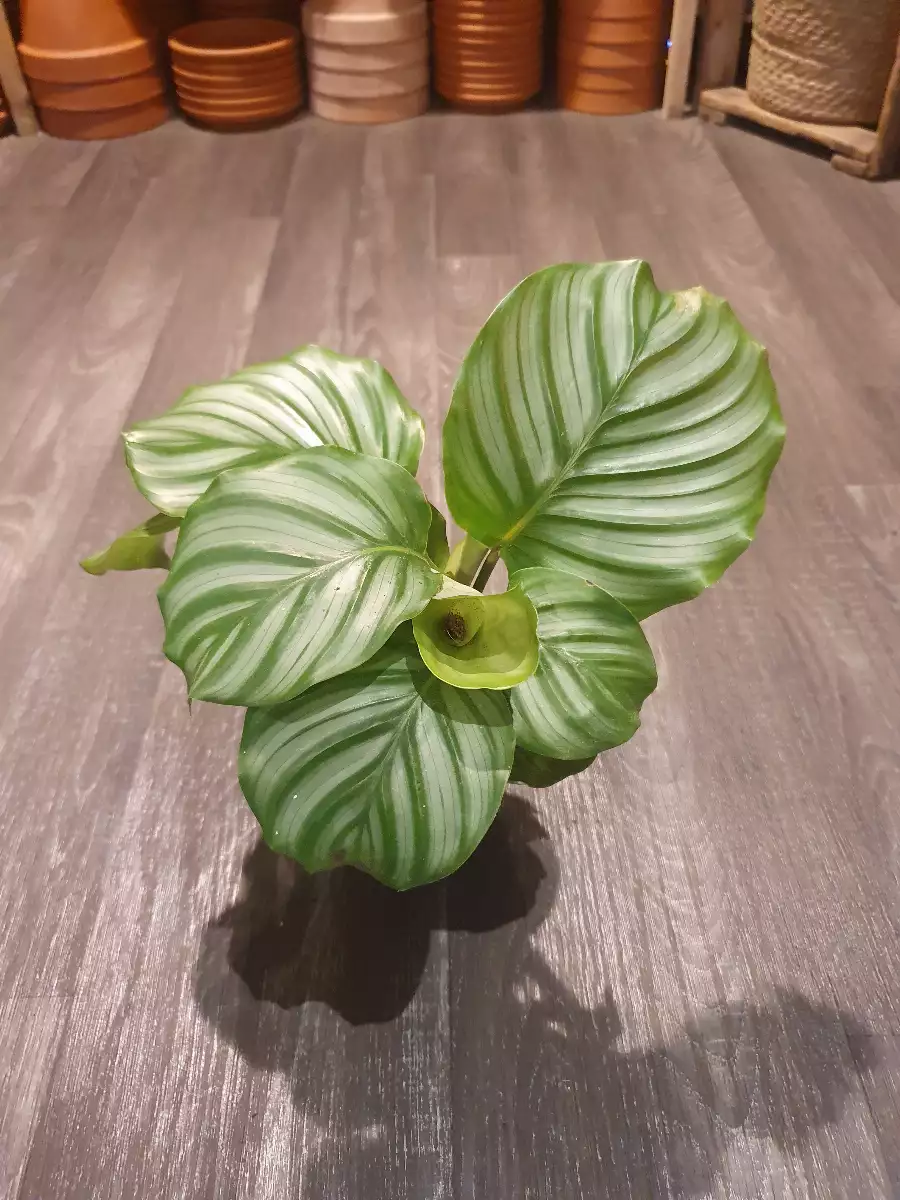 Calathea "Orbifolia"