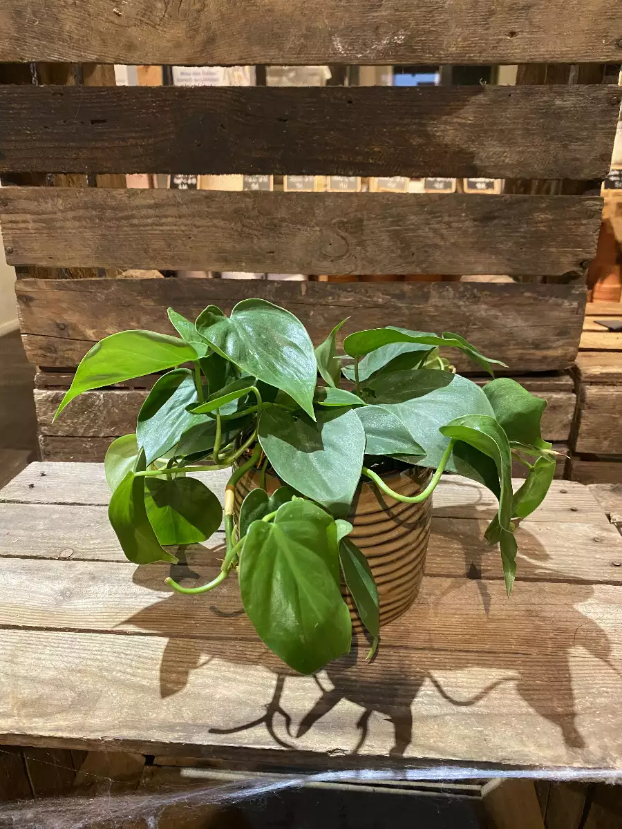 Philodendron Scandens