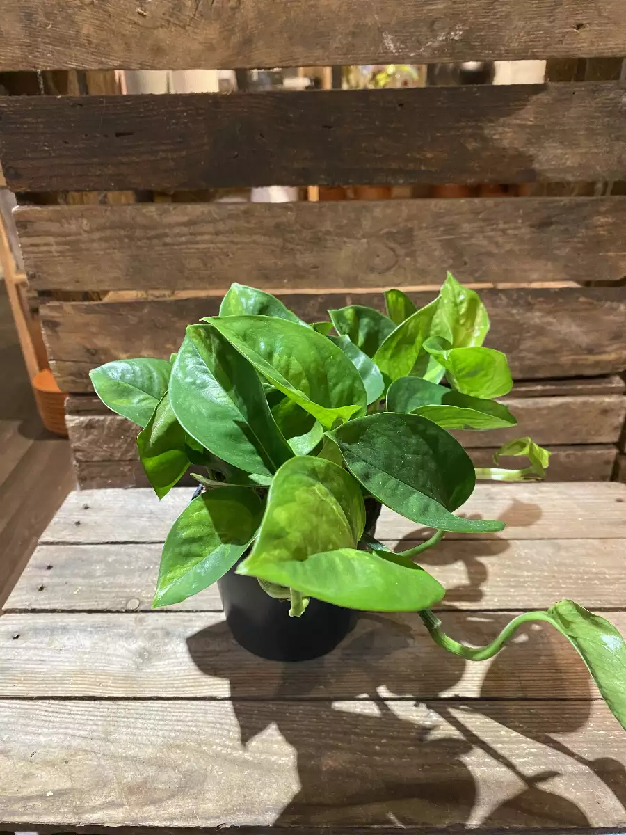 Pothos Global Green