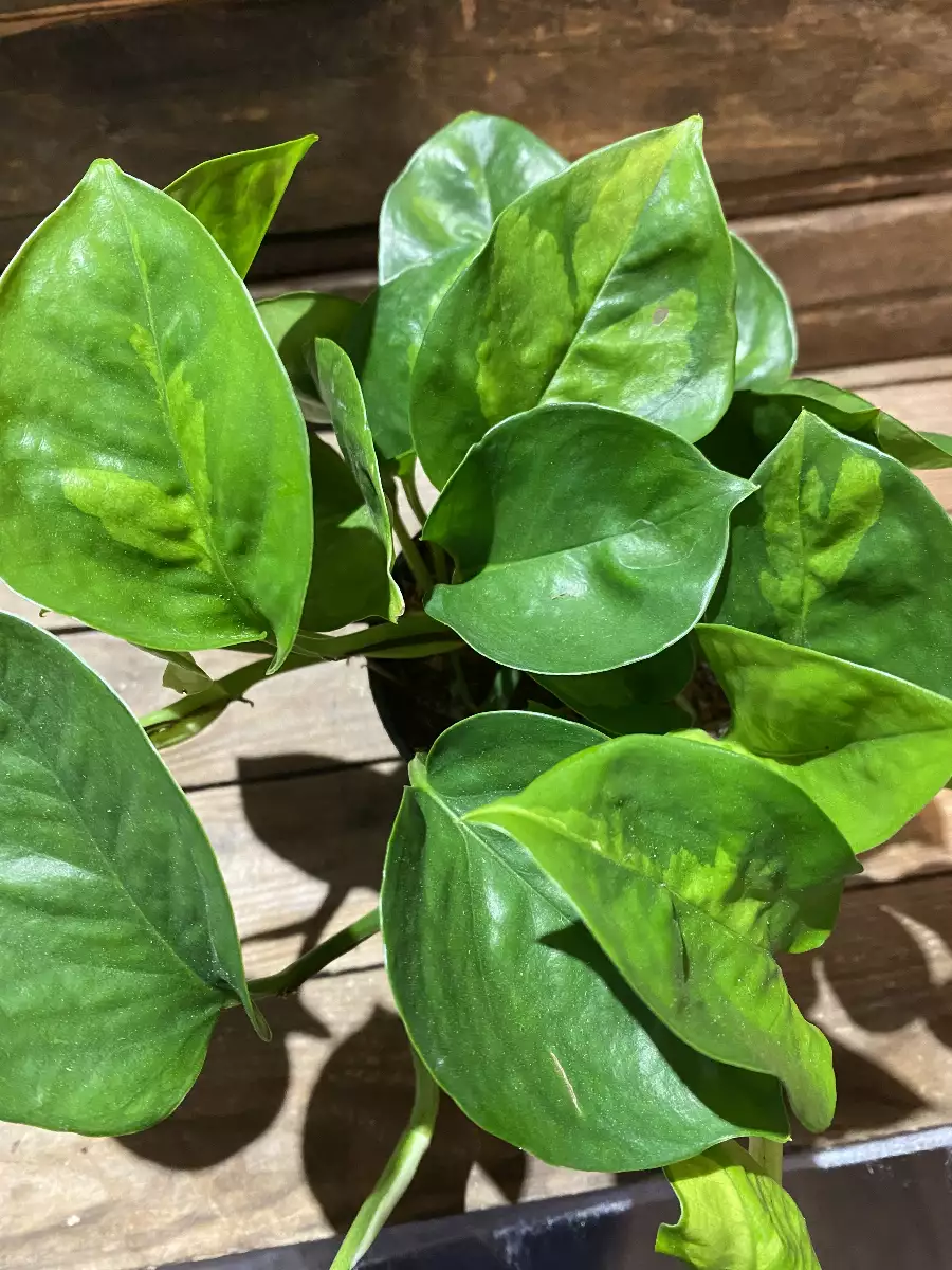 Pothos Global Green