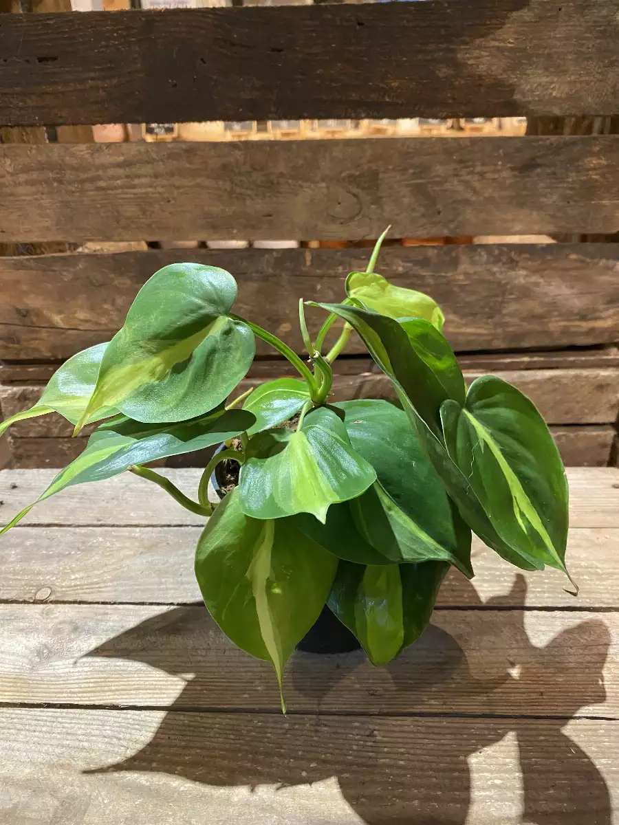 Philodendron Brasil