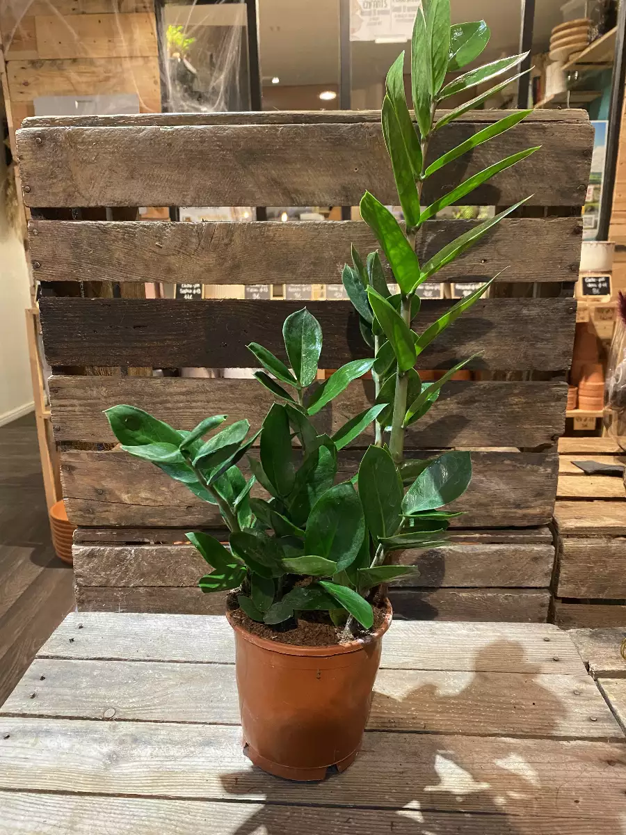 Zamioculcas