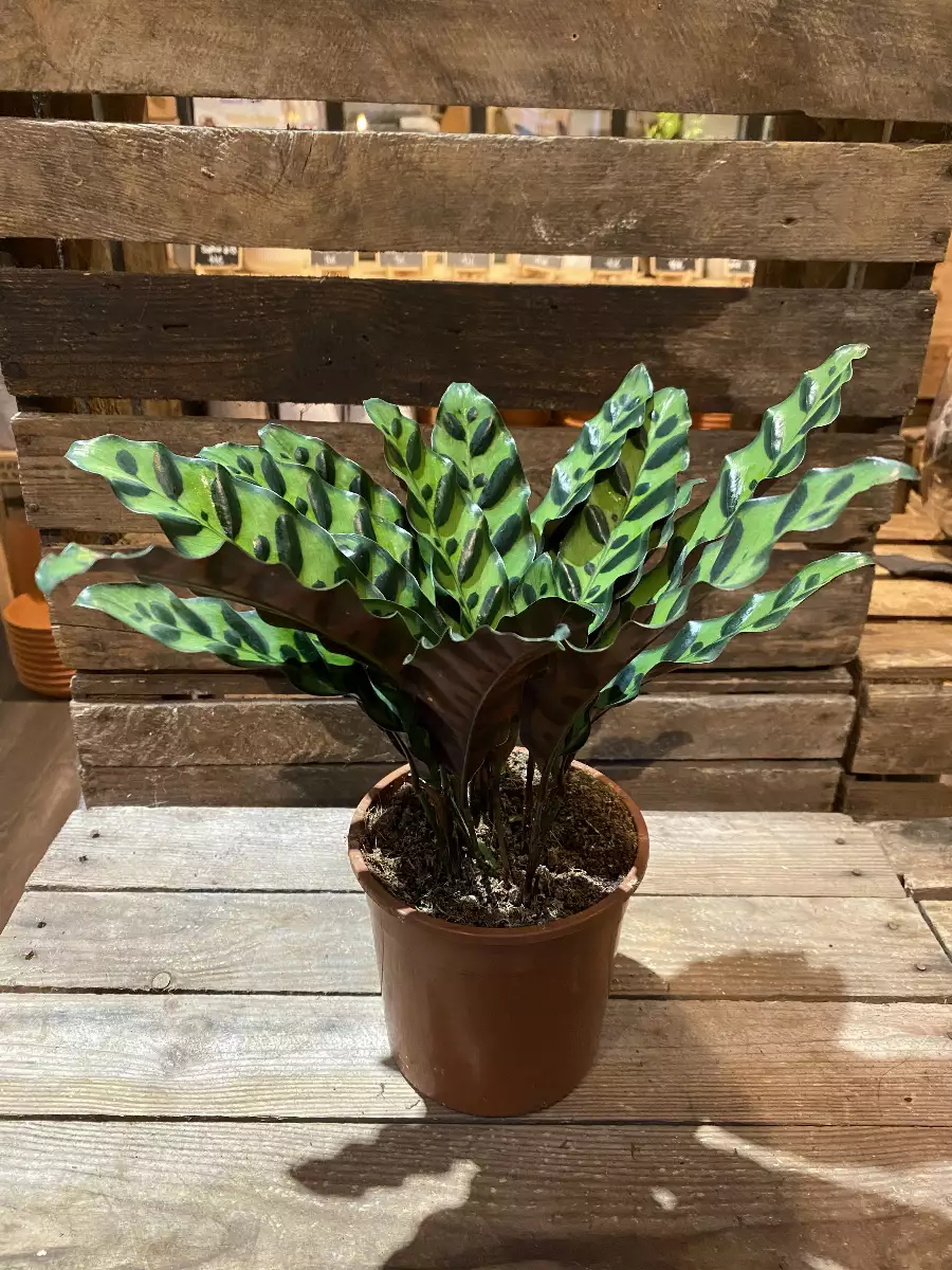 Calathea Lancifolia