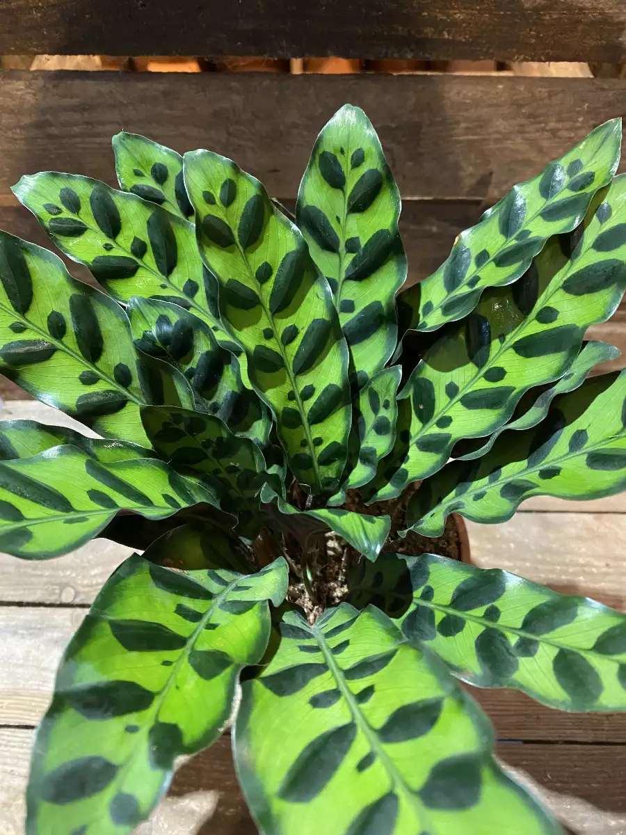 Calathea Lancifolia