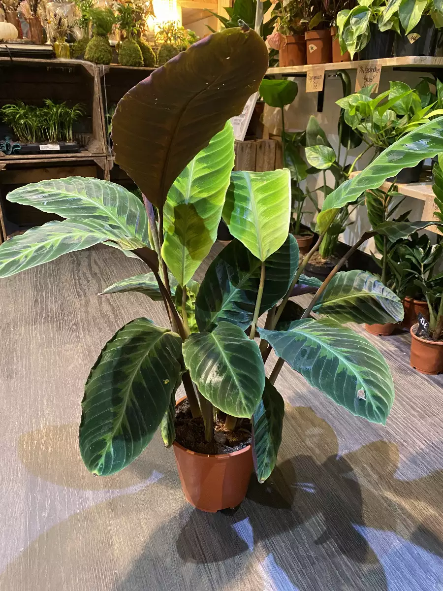 Calathea Warscewiczii