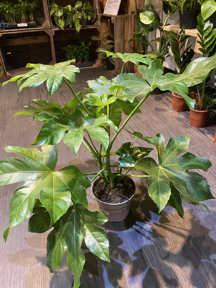 Fatsia Japonica