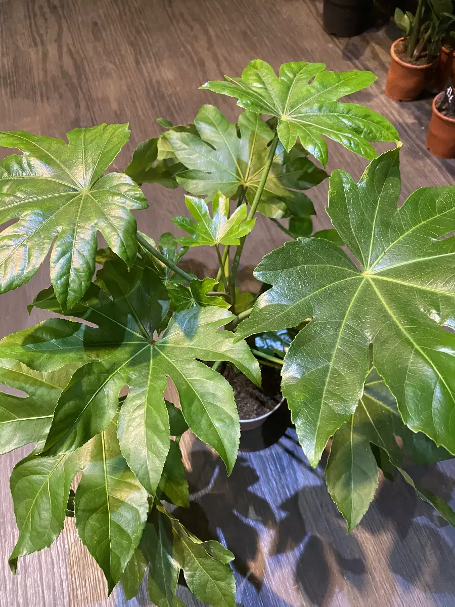 Fatsia Japonica