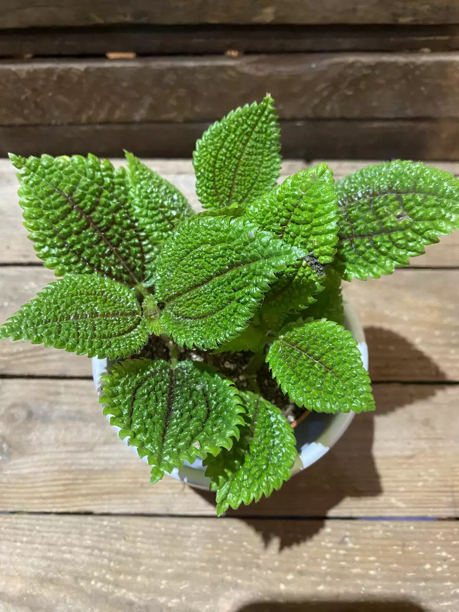 Pilea Moon Valley