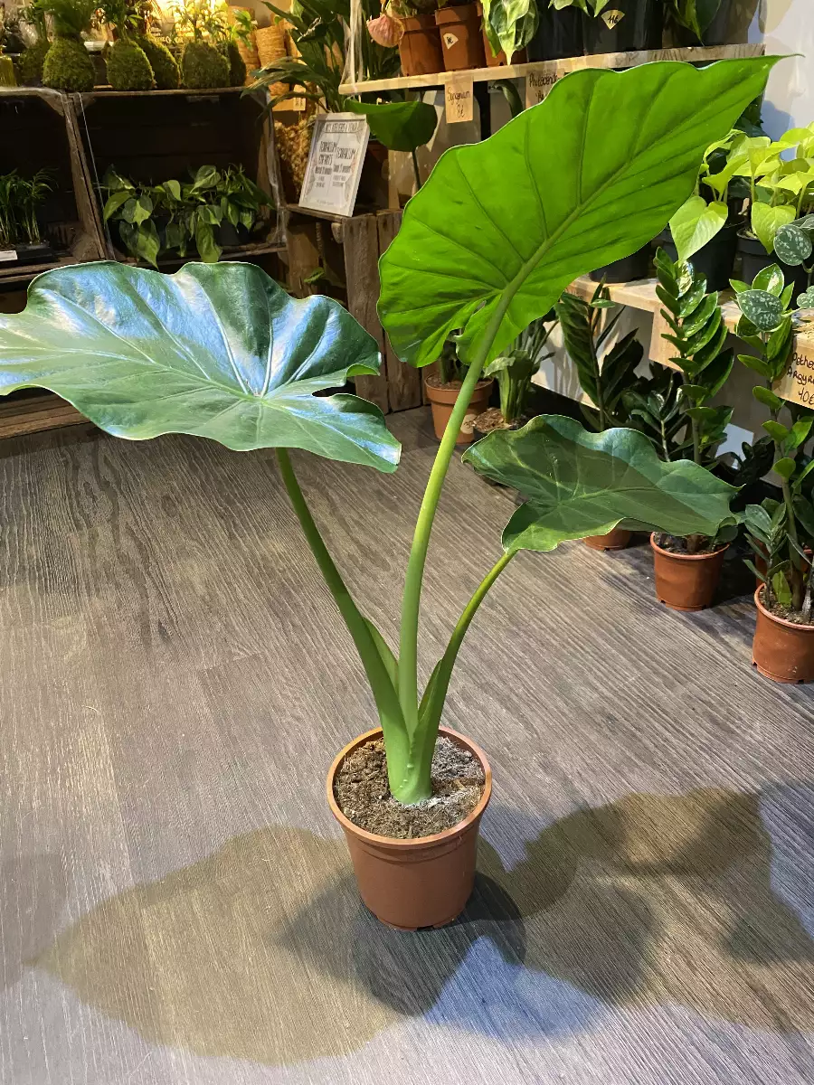 Alocasia Macrorrhiza