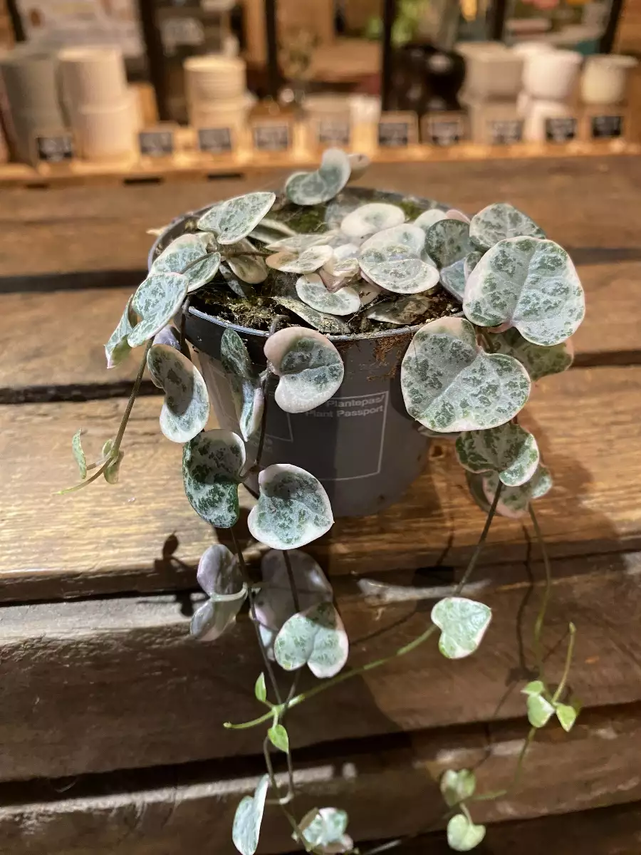 Ceropegia Woodi Variegata