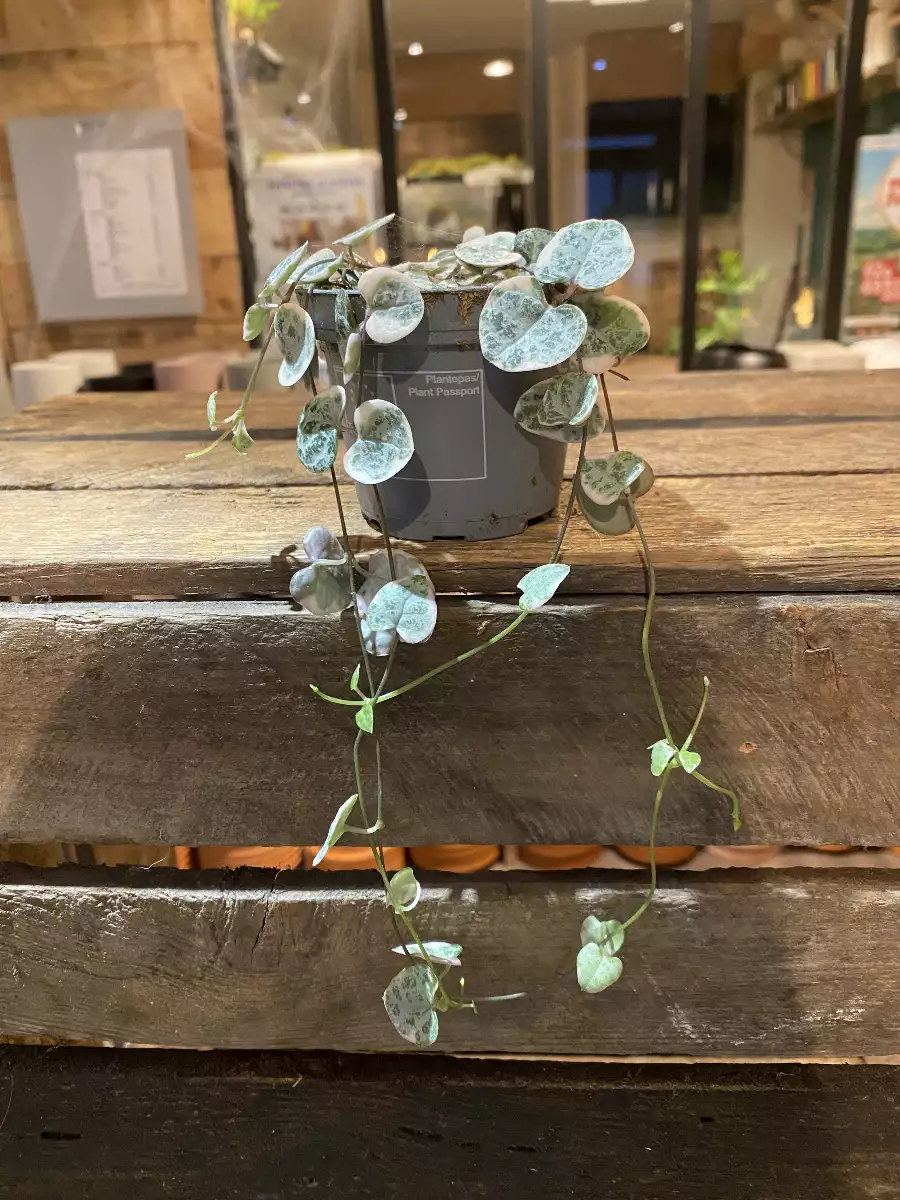 Ceropegia Woodi Variegata