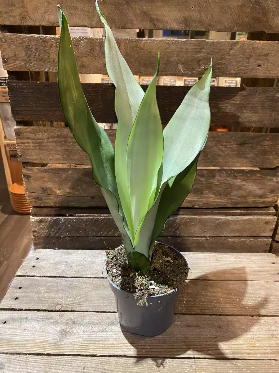 Sanseveria Moonshine