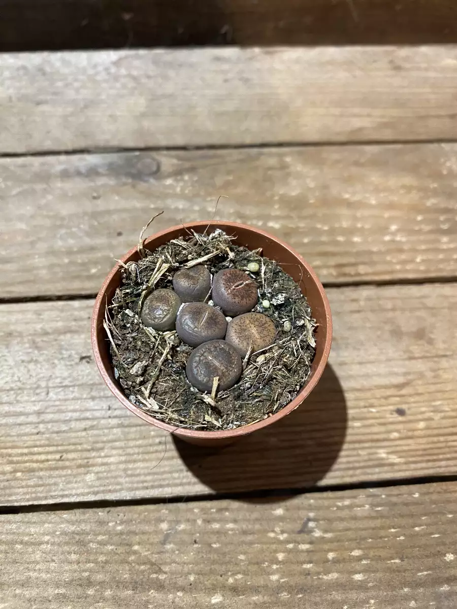 Bébé lithops