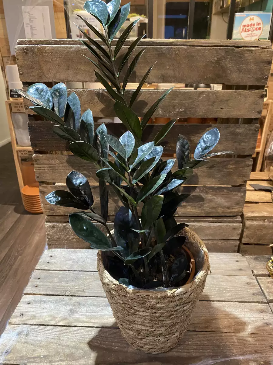 Zamioculcas Raven