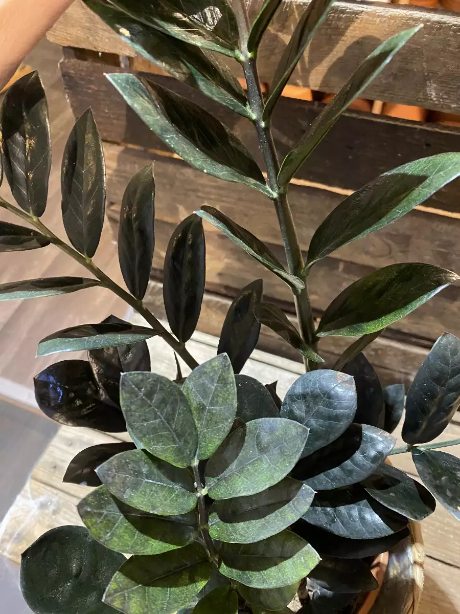 Zamioculcas Raven