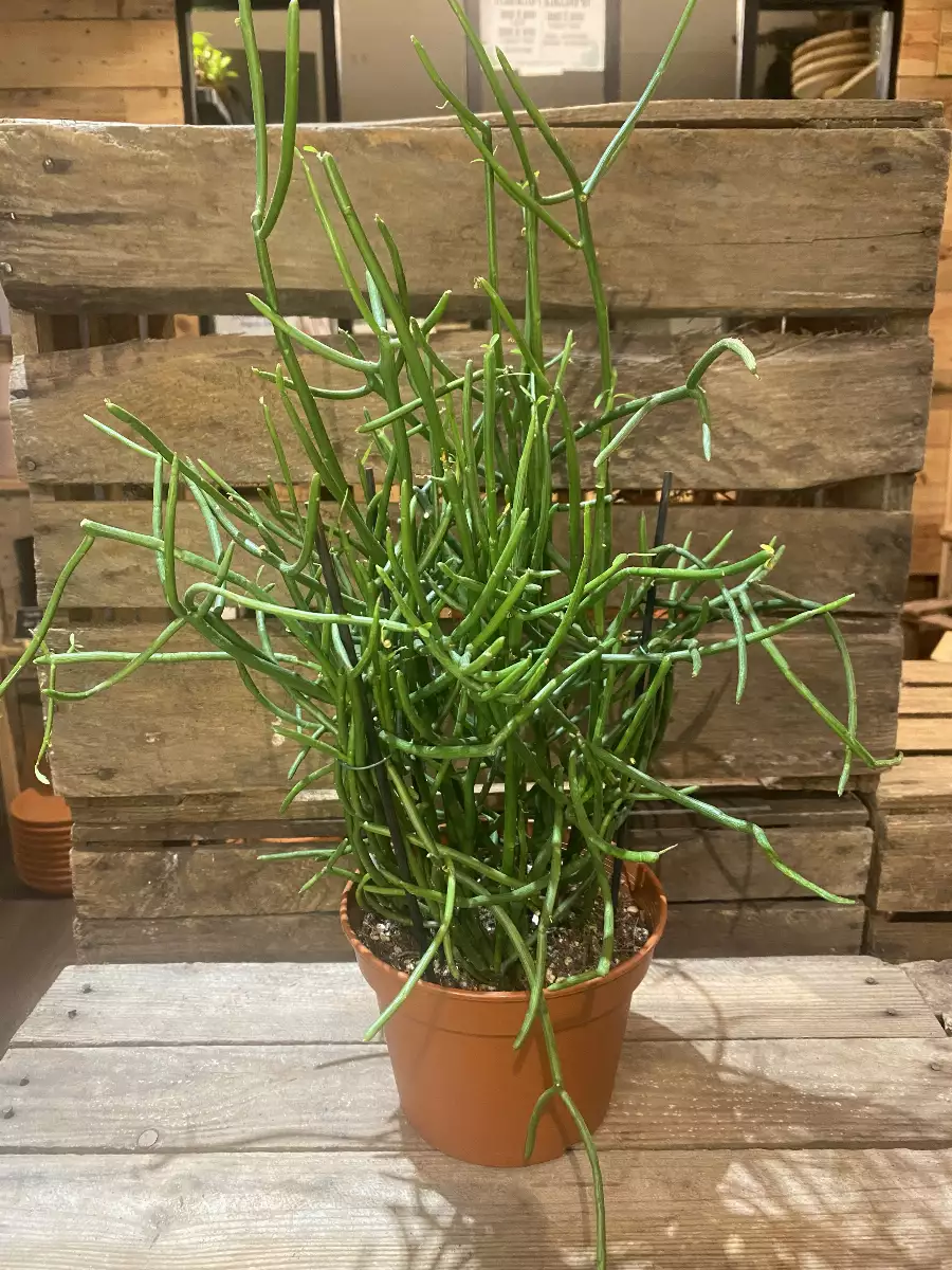 Euphorbia Tirucalli