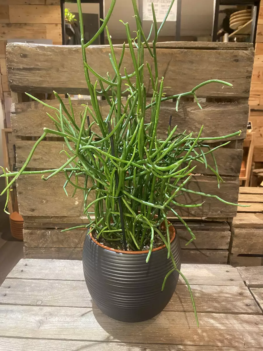 Euphorbia Tirucalli