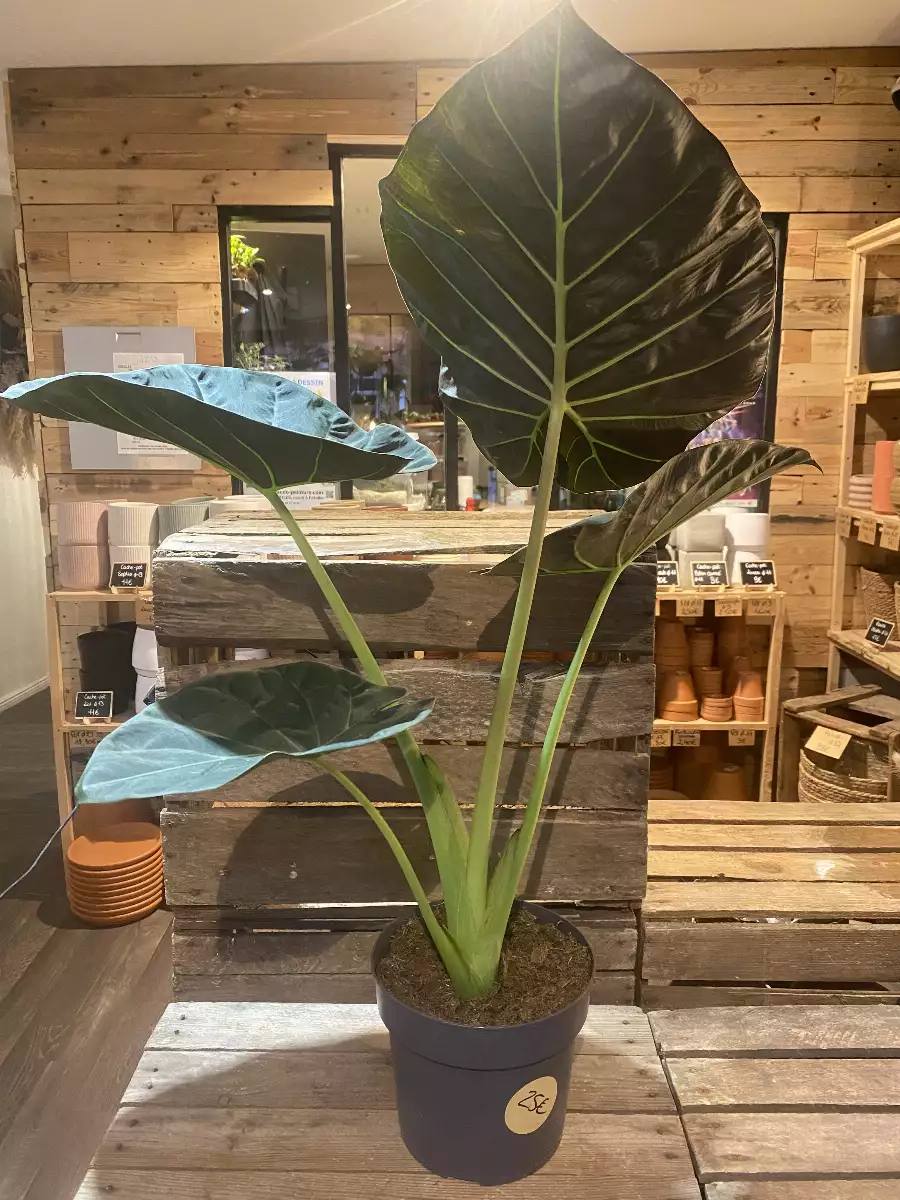 Alocasia Regal Shield