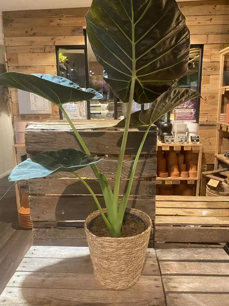 Alocasia Regal Shield