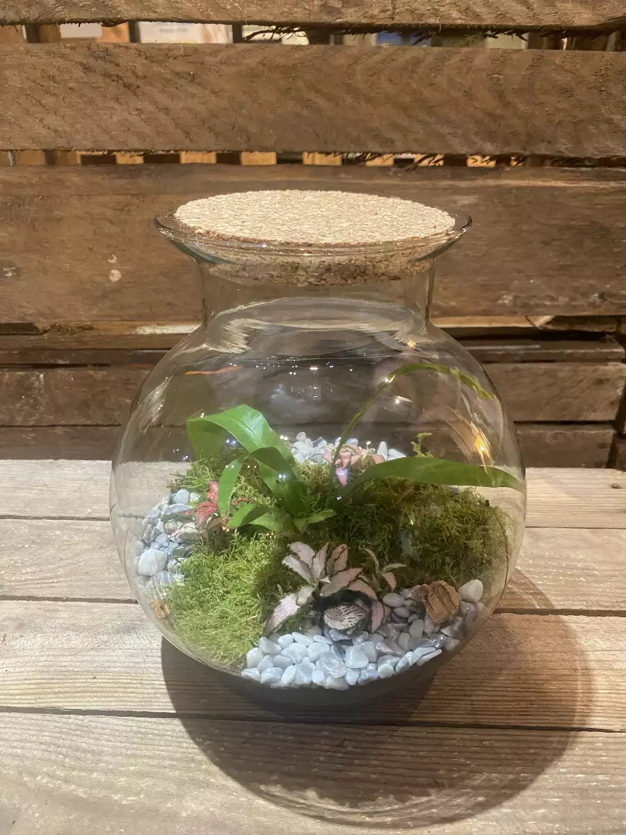 Terrarium Rosalie