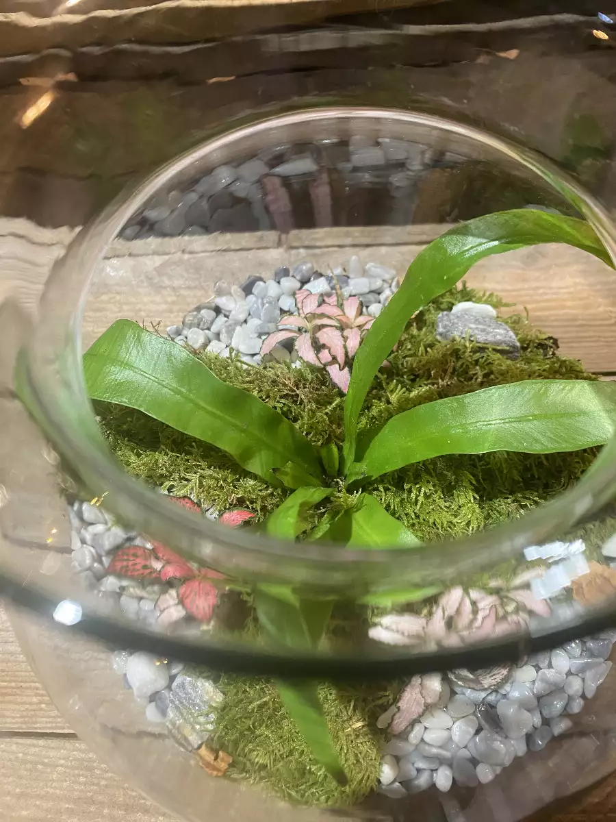 Terrarium Rosalie