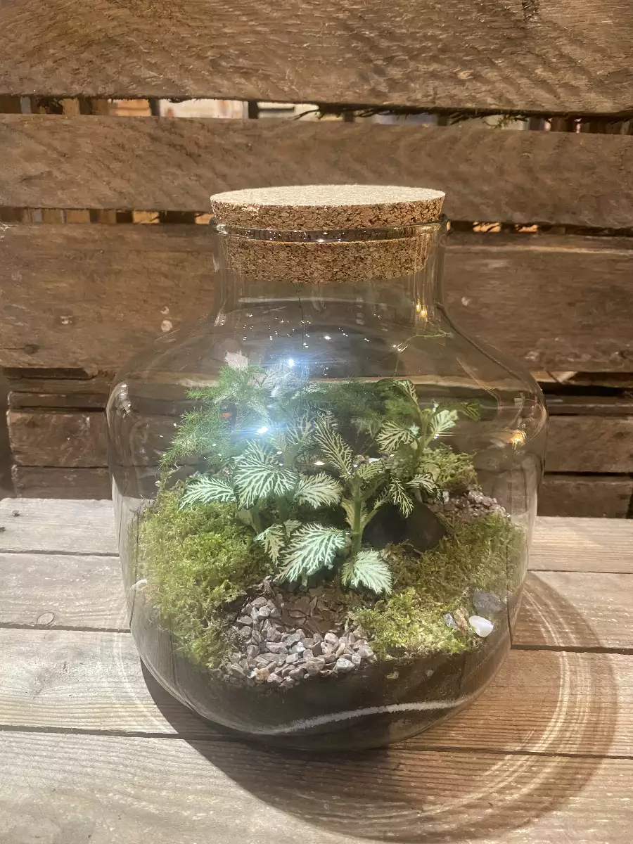 Terrarium Lina