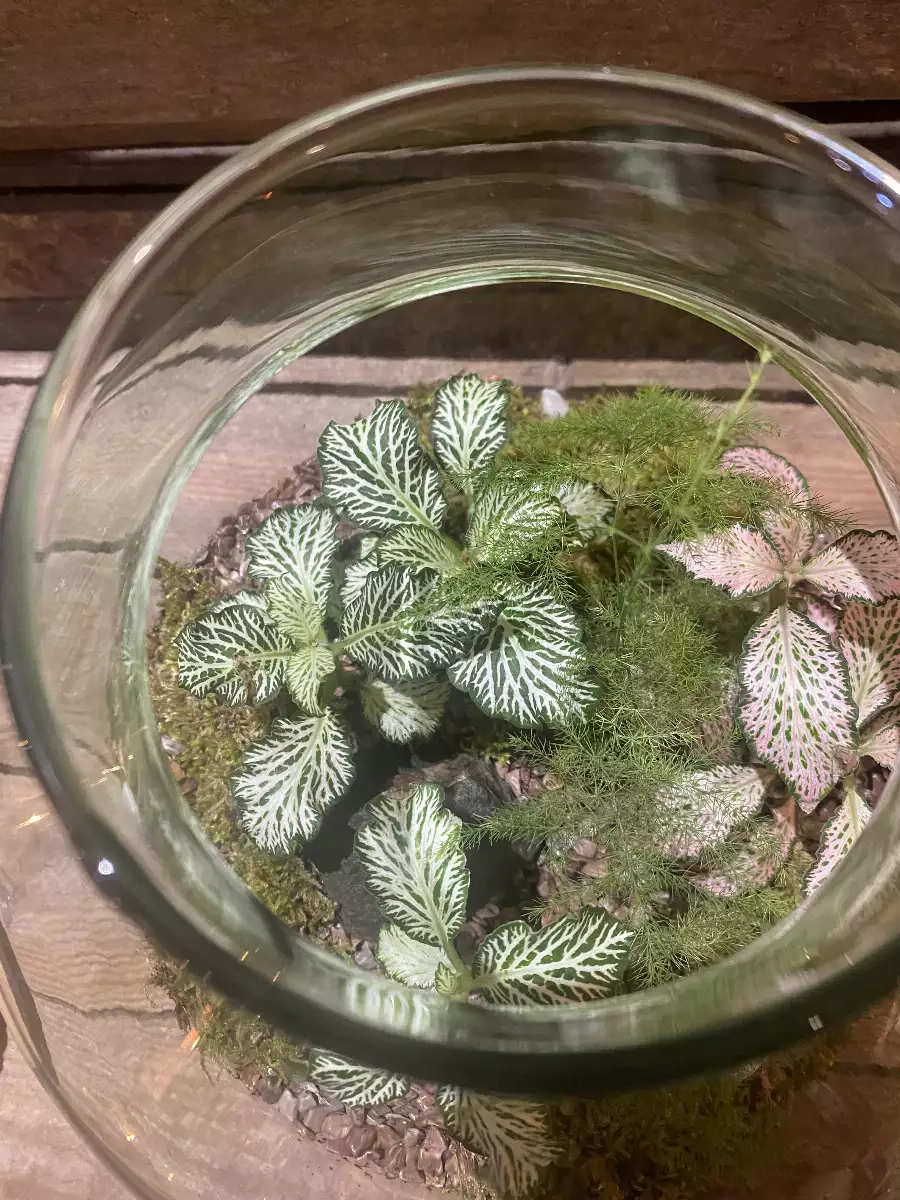 Terrarium Lina