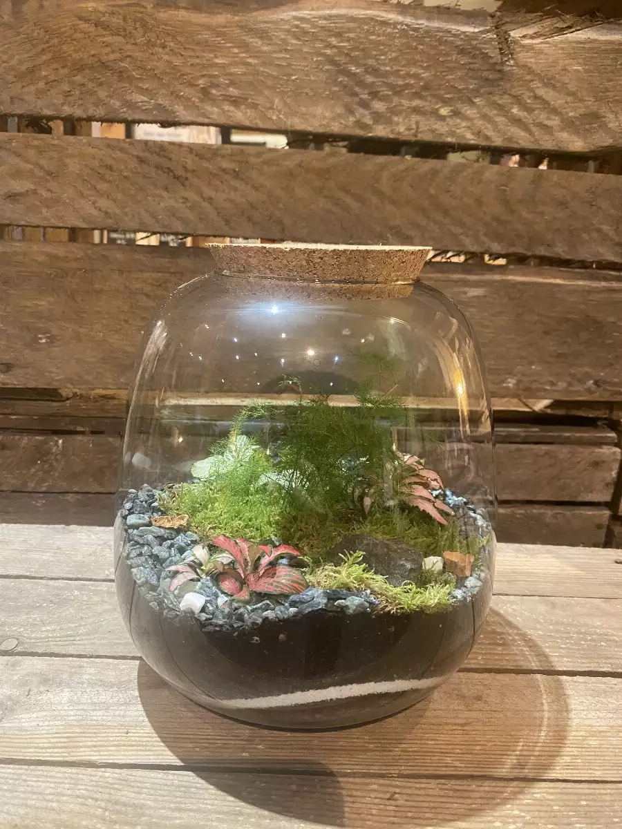 Terrarium Petit Richmond