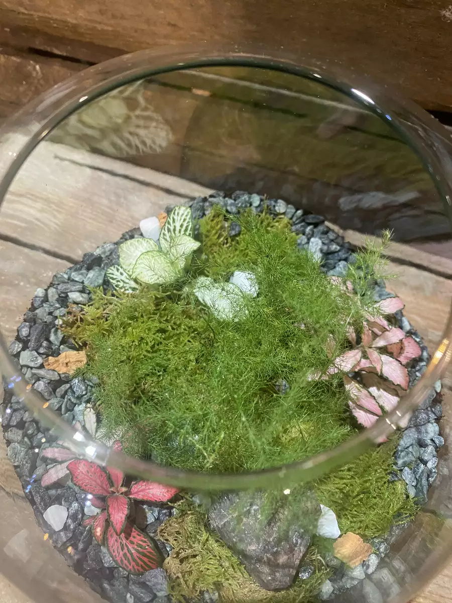 Terrarium Petit Richmond