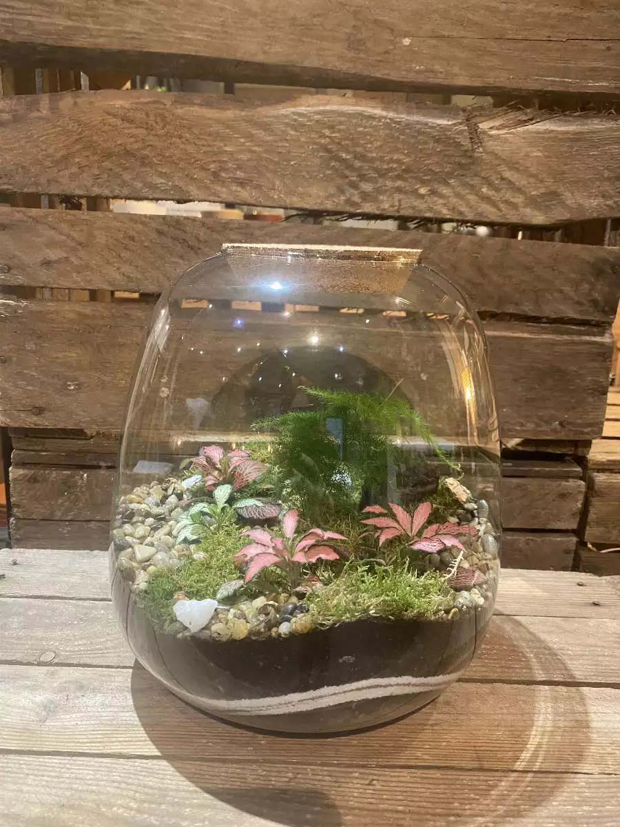 Terrarium Richmond grand