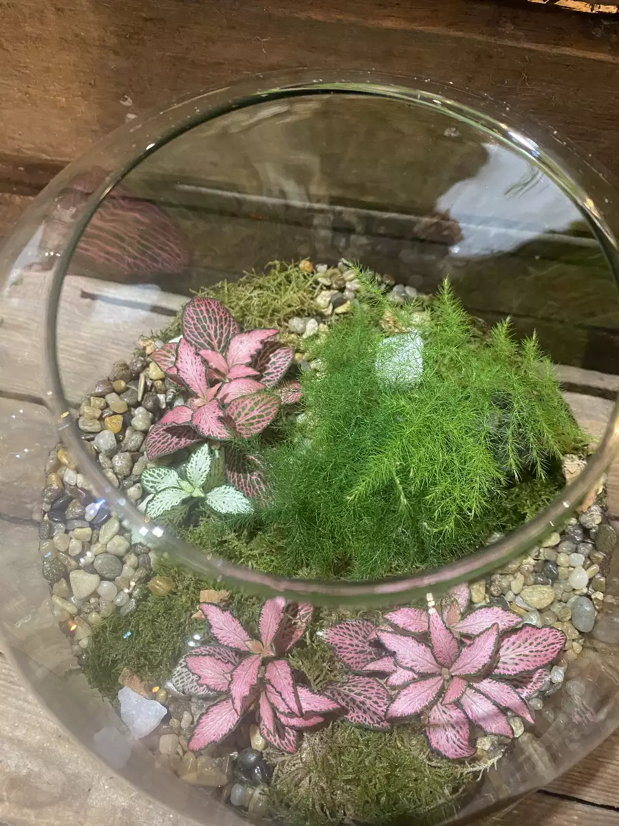 Terrarium Richmond grand