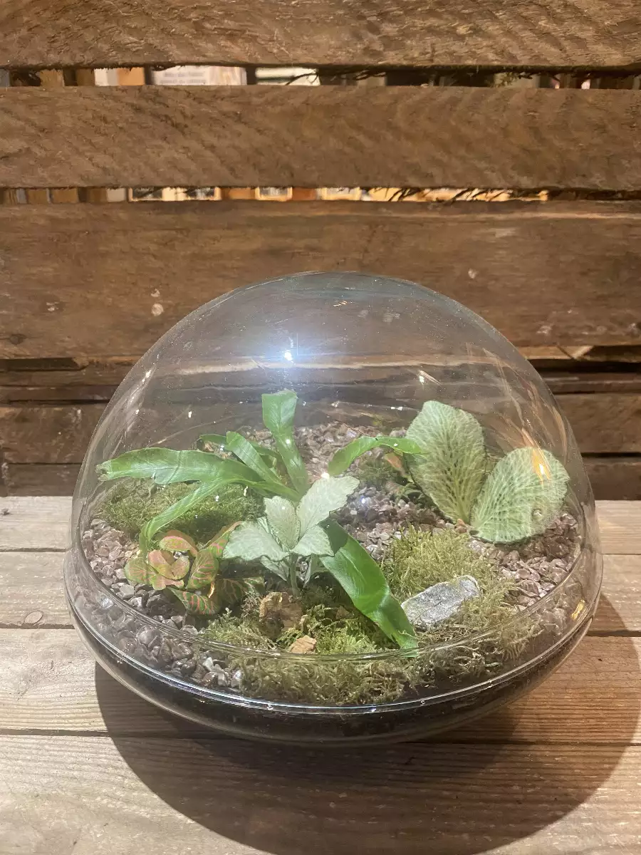 Terrarium Dôme