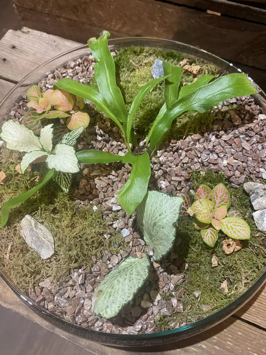 Terrarium Dôme