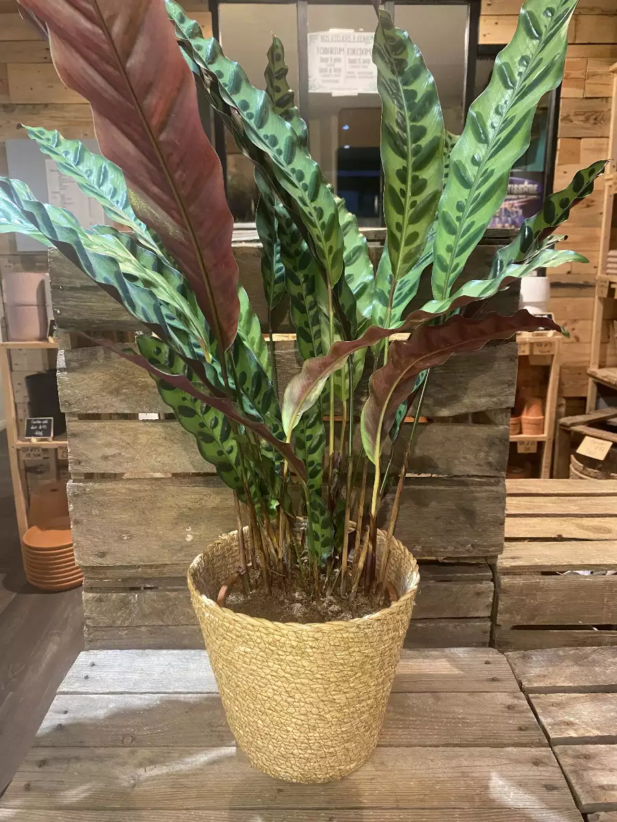 Calathea Lancifolia