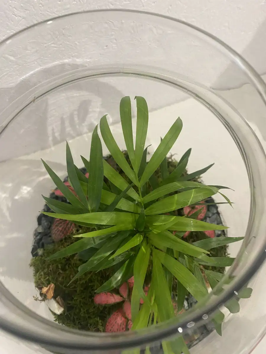 Terrarium Kampala
