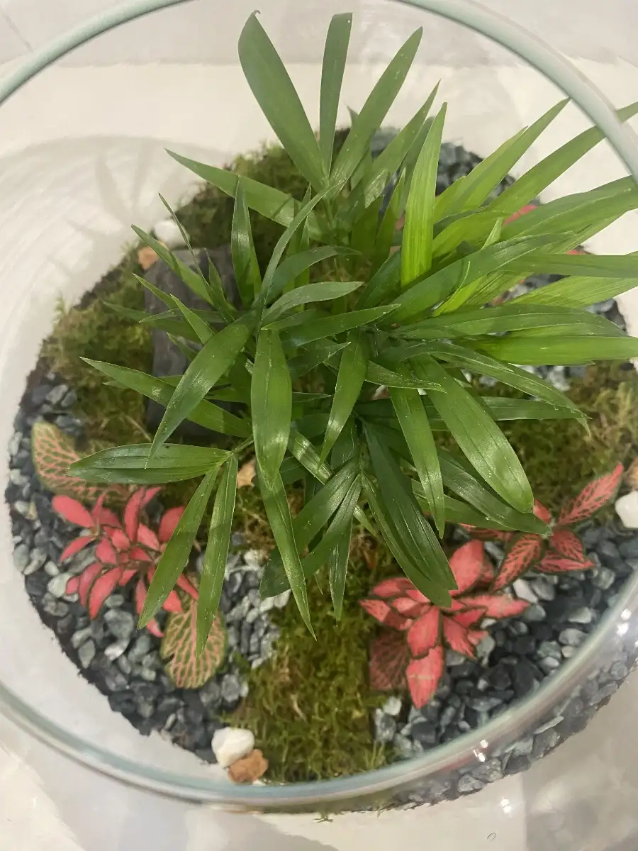 Terrarium Richmond grand