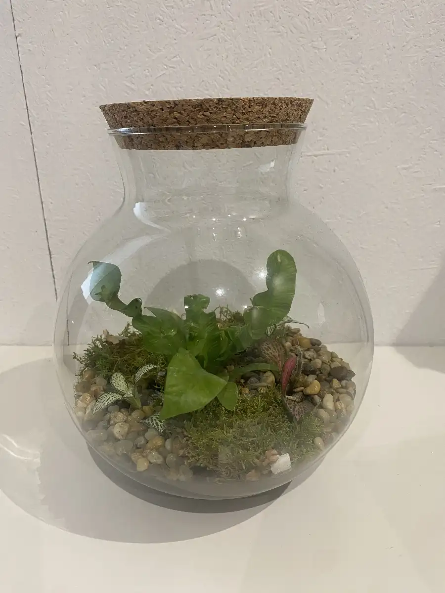 Terrarium Rosalie