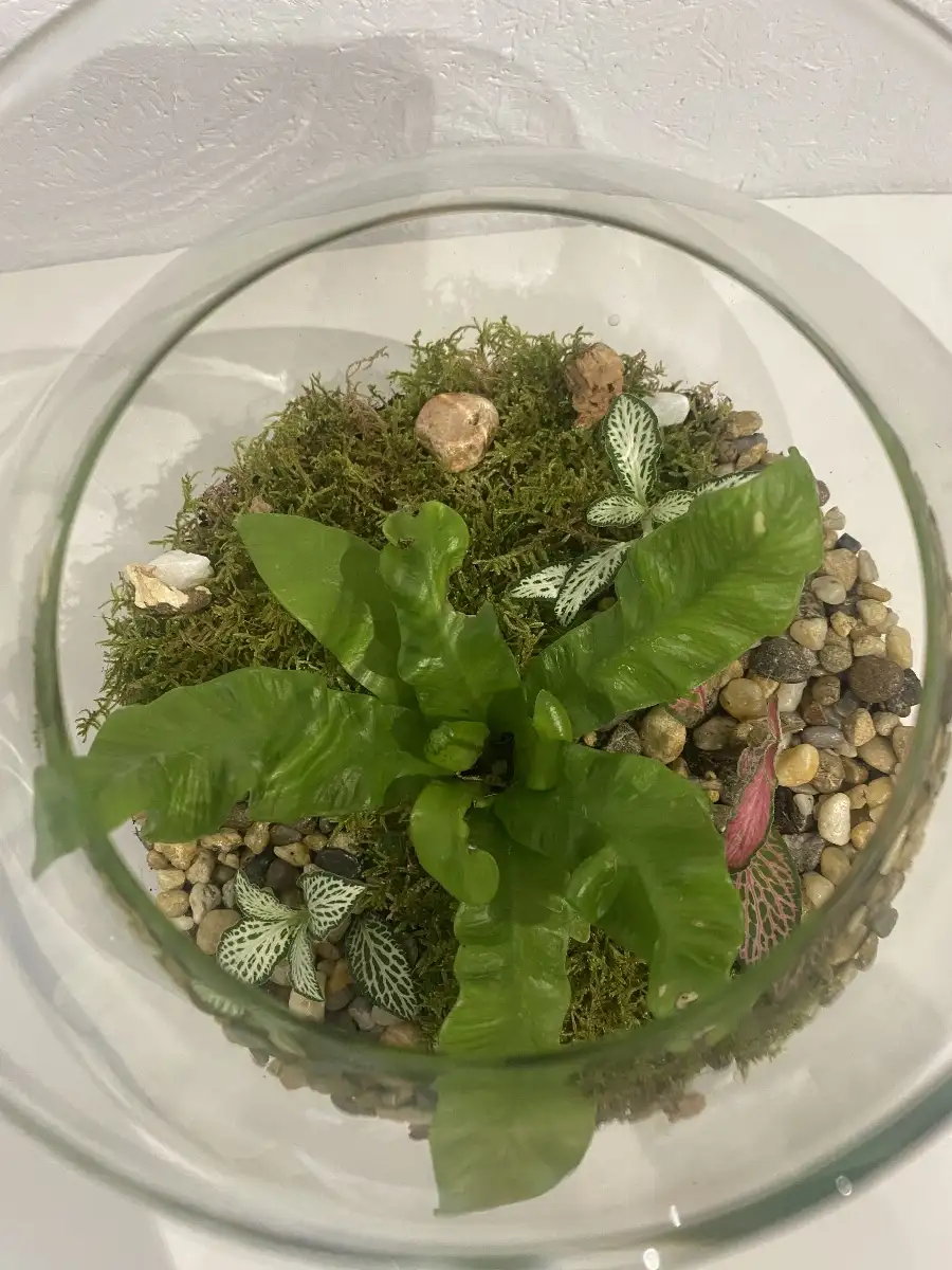 Terrarium Rosalie